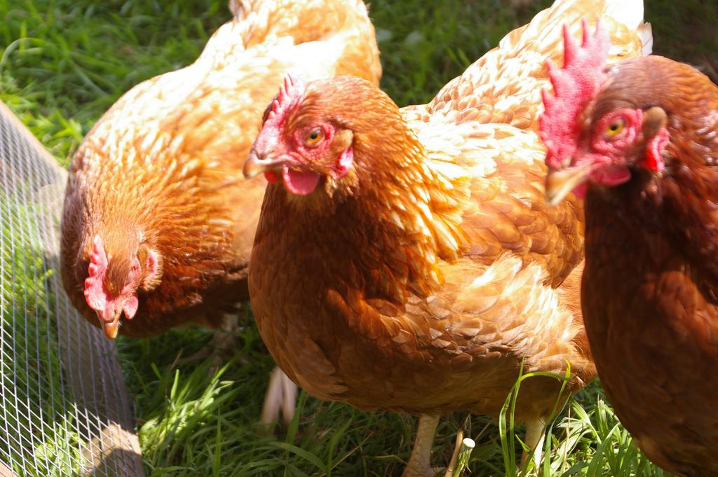 Wyke Farm Axminster Bagian luar foto